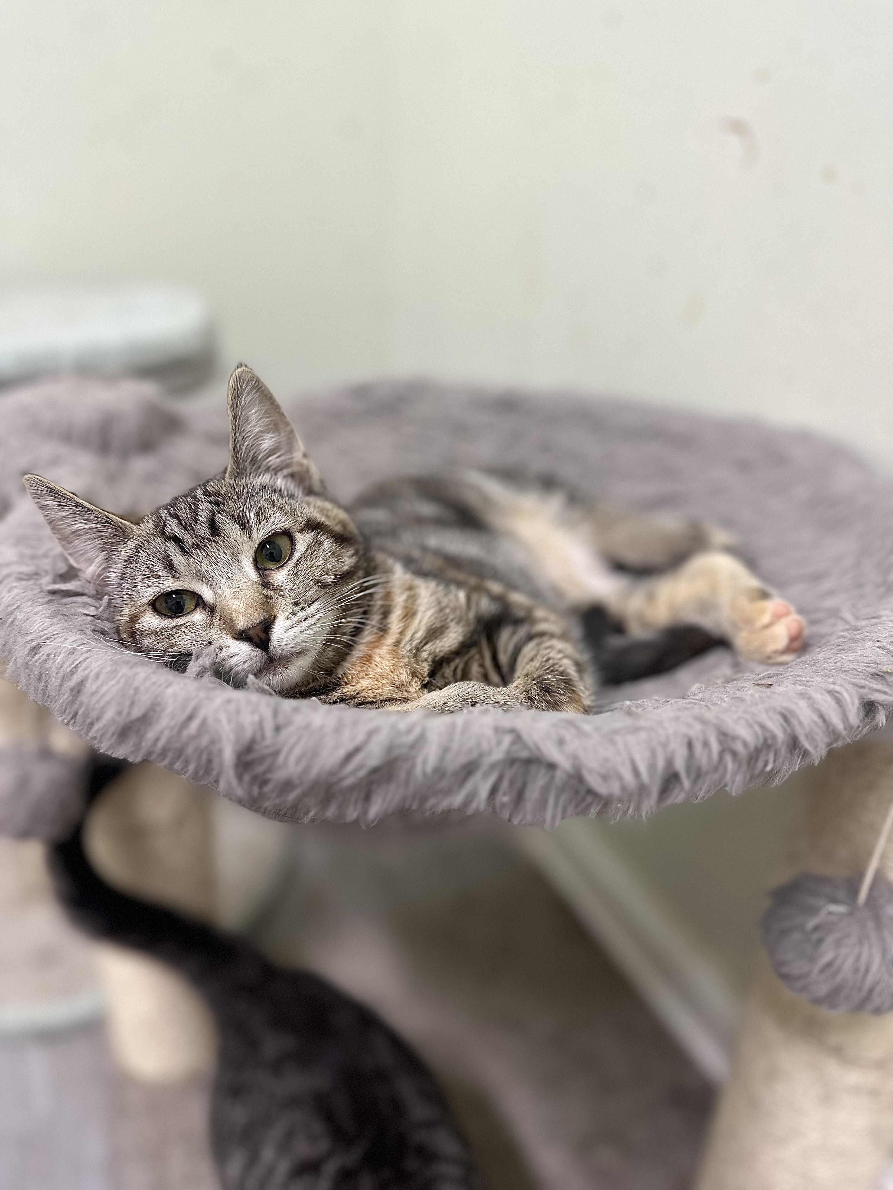 Esmerelda, Adoptable, Young Female Domestic Short Hair.