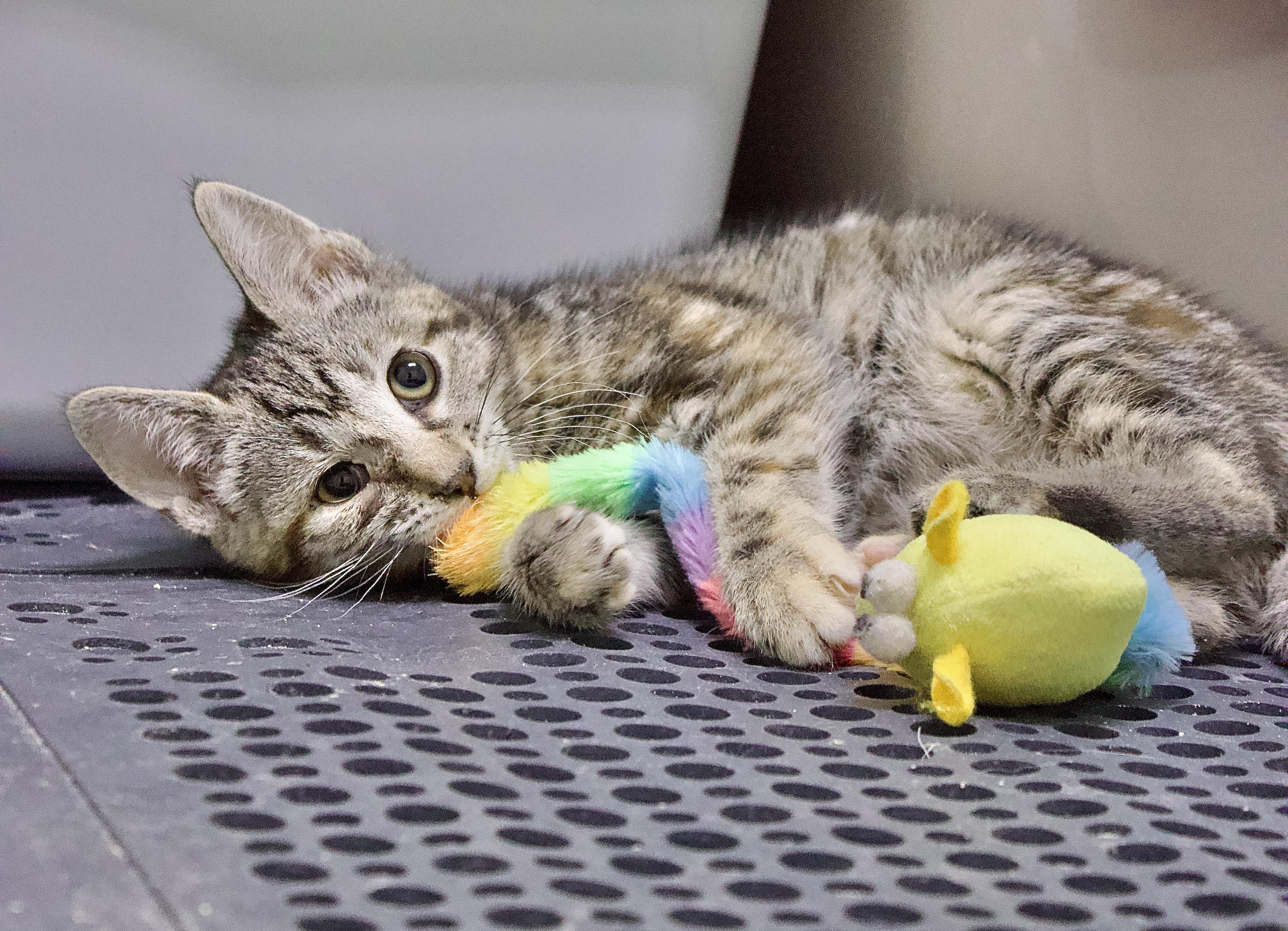 Enlarge Esmerelda, a Adoptable Domestic Short Hair in Pleasantville, NJ image 1/1