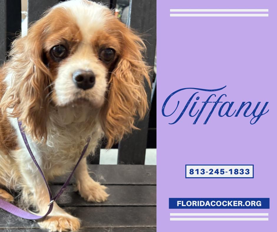 Tiffany, adopted, Adult Female Cavalier King Charles Spaniel.