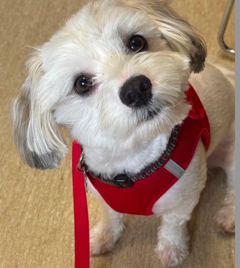 Sammie-OS, Adopted, Young Male Shih Tzu.