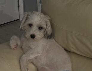 Enlarge Sammie-OS, a Adopted Shih Tzu in Pataskala, OH image 2/3