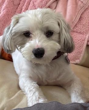 Enlarge Sammie-OS, a Adopted Shih Tzu in Pataskala, OH image 3/3