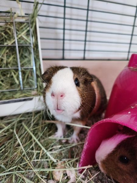 Enlarge Munchkin, a Adoptable mixed breed in Healdsburg, CA image 1/6