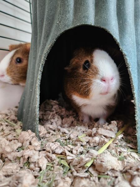 Enlarge Munchkin, a Adoptable mixed breed in Healdsburg, CA image 3/6