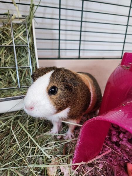 Enlarge Munchkin, a Adoptable mixed breed in Healdsburg, CA image 4/6