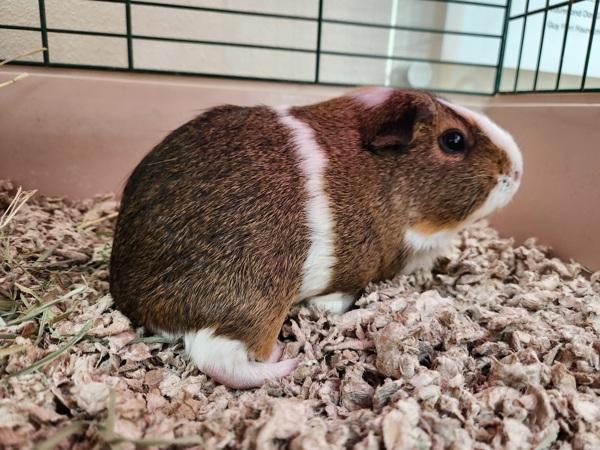 Enlarge Munchkin, a Adoptable mixed breed in Healdsburg, CA image 5/6