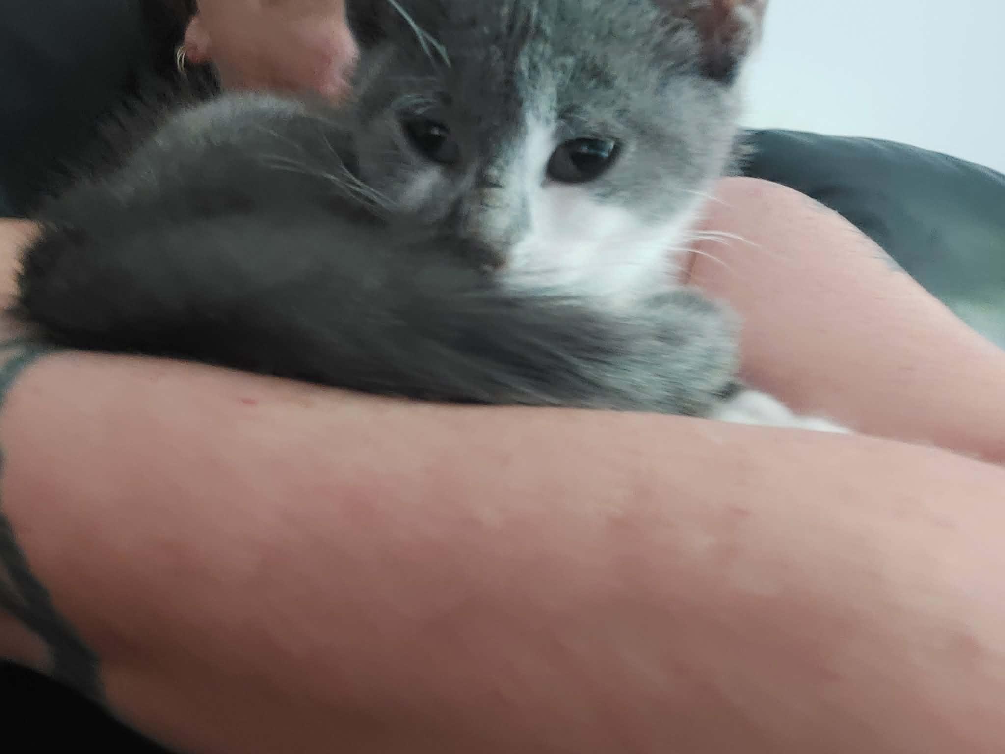 GOURD (bonded with ACORN), an adopted Domestic Short Hair in Tillsonburg, ON image 5/6
