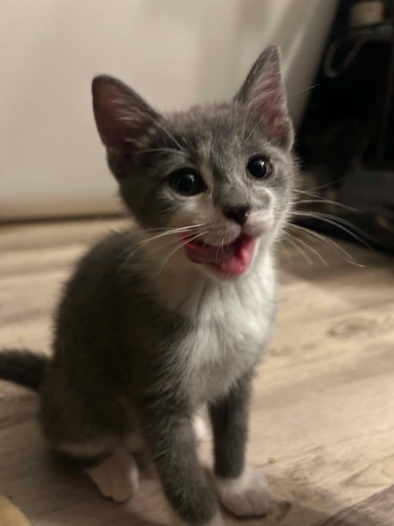 GOURD (bonded with ACORN), an adopted Domestic Short Hair in Tillsonburg, ON image 4/6