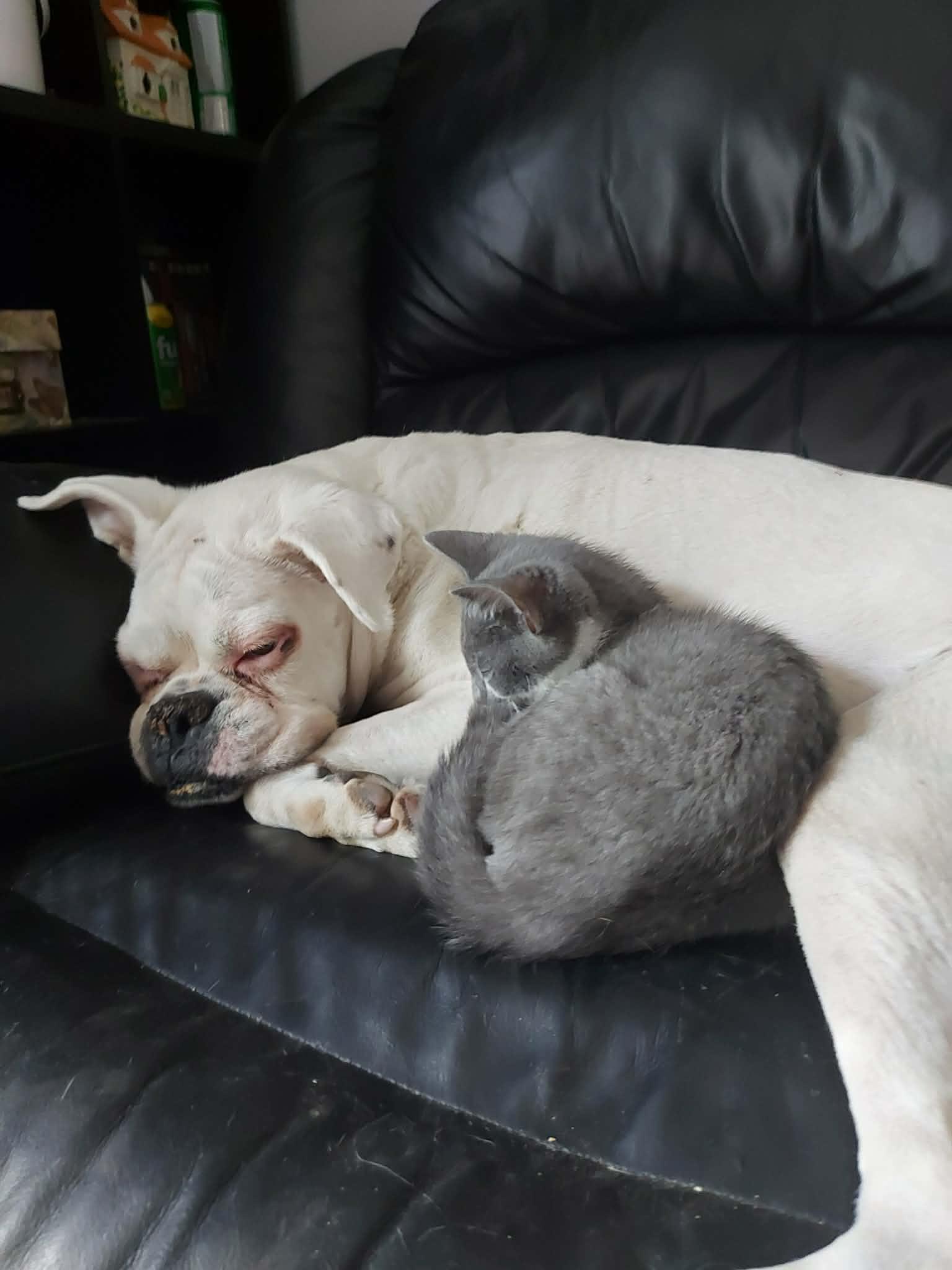 GOURD (bonded with ACORN), an adopted Domestic Short Hair in Tillsonburg, ON image 6/6