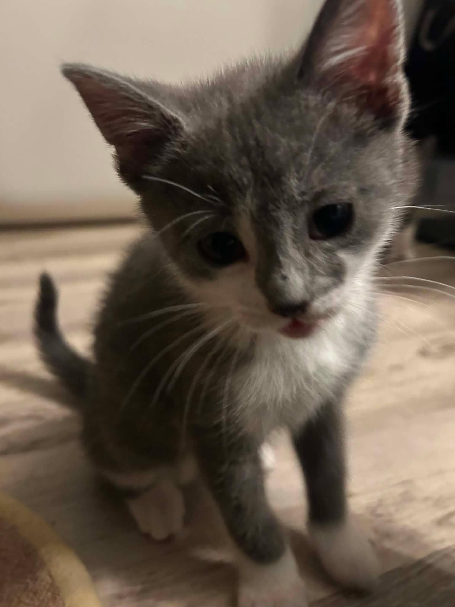GOURD (bonded with ACORN), an adopted Domestic Short Hair in Tillsonburg, ON image 1/6