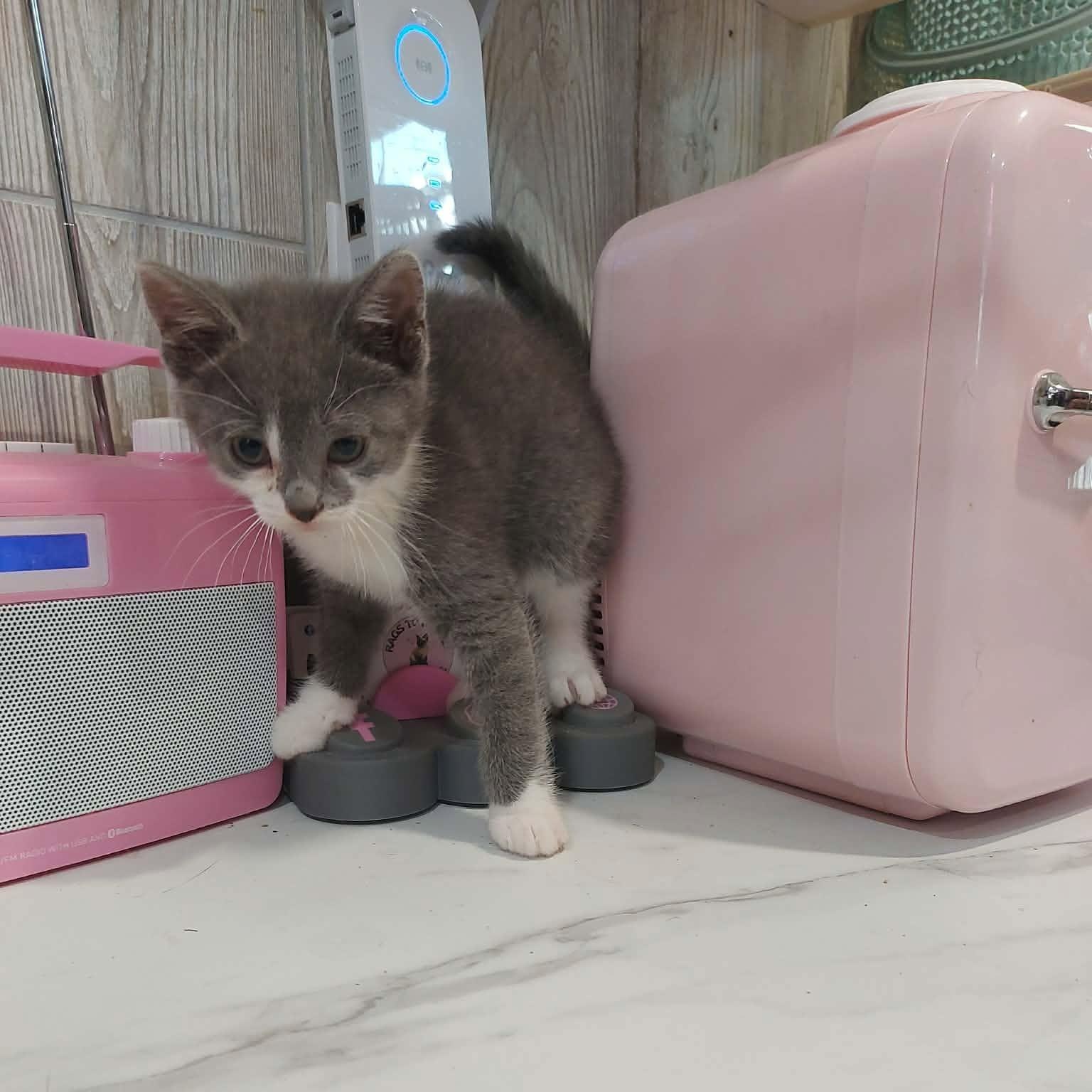 GOURD (bonded with ACORN), an adopted Domestic Short Hair in Tillsonburg, ON image 2/6