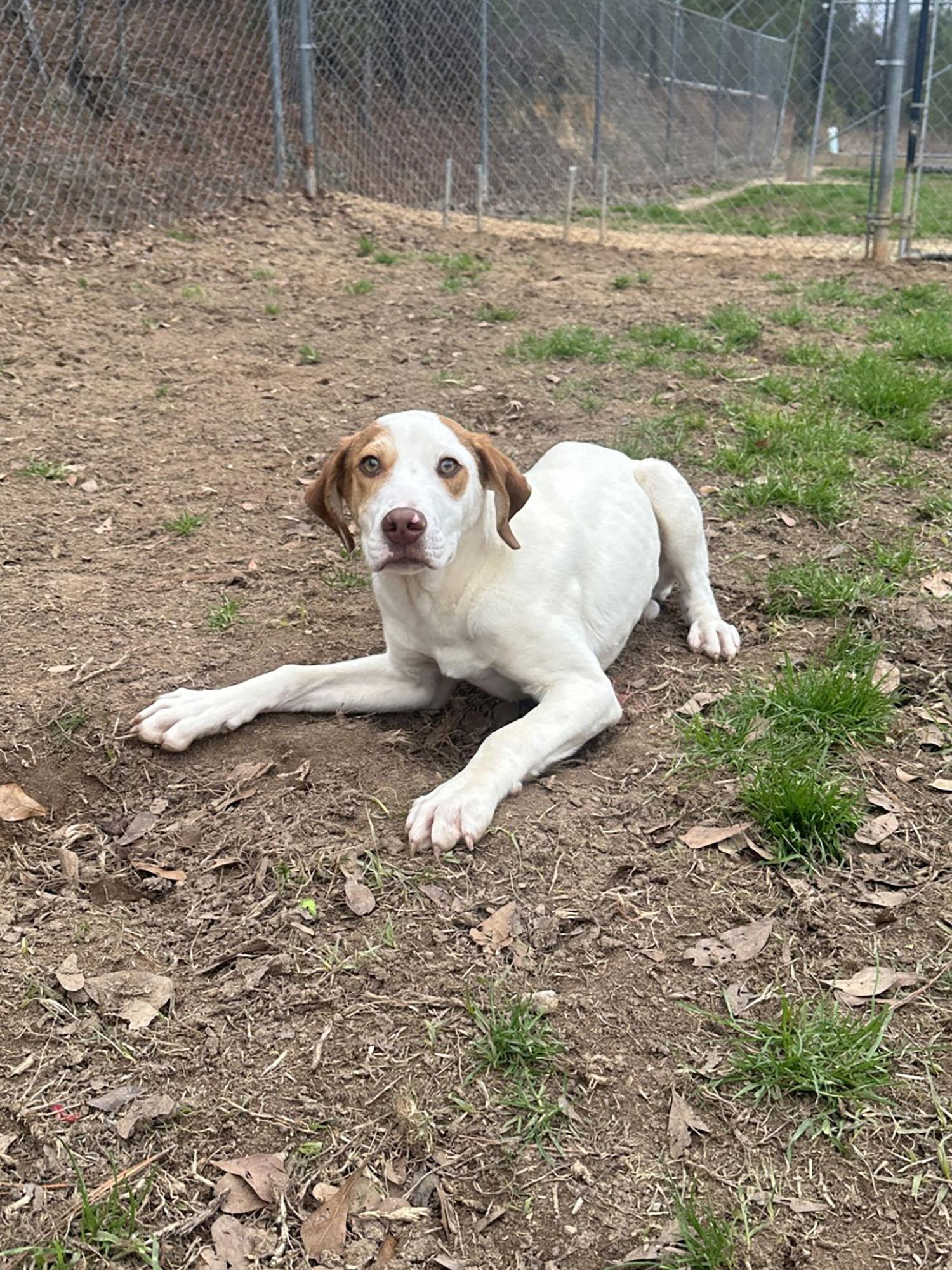 Enlarge Cisco, a Adoptable Mixed Breed in Eastman, GA image 1/1