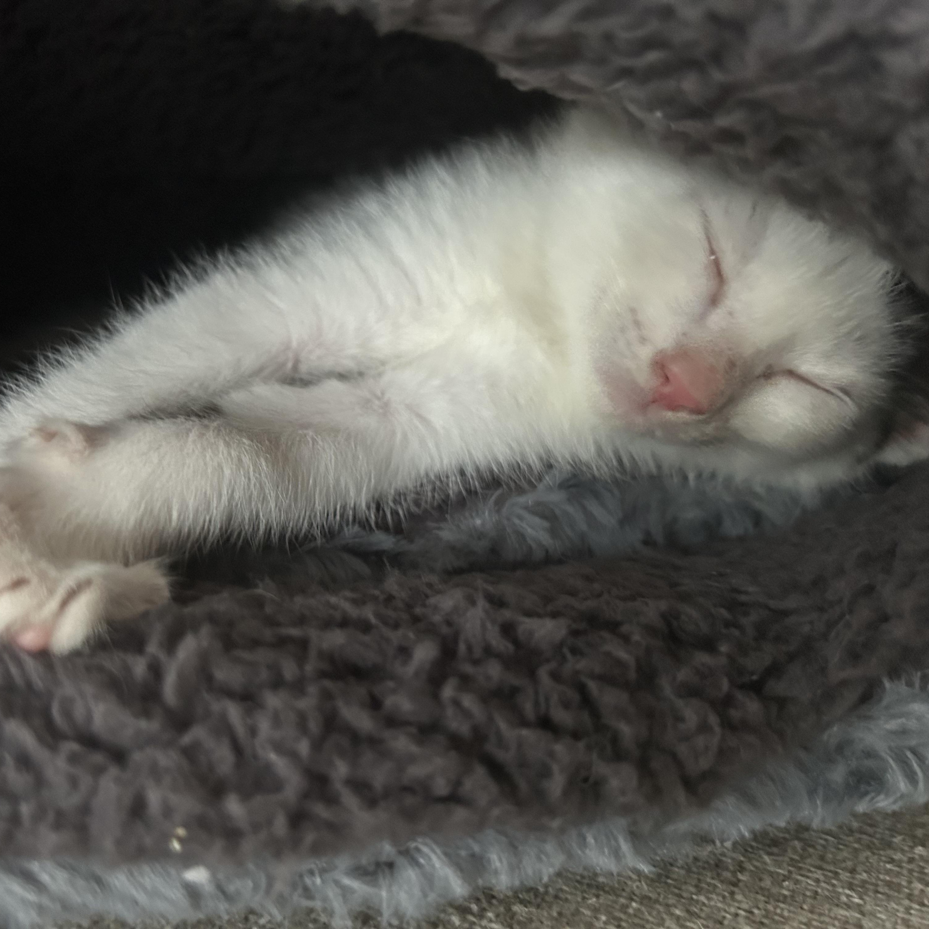 Enlarge Marie, a ADOPTABLE American Shorthair in Lilburn, GA image 2/4