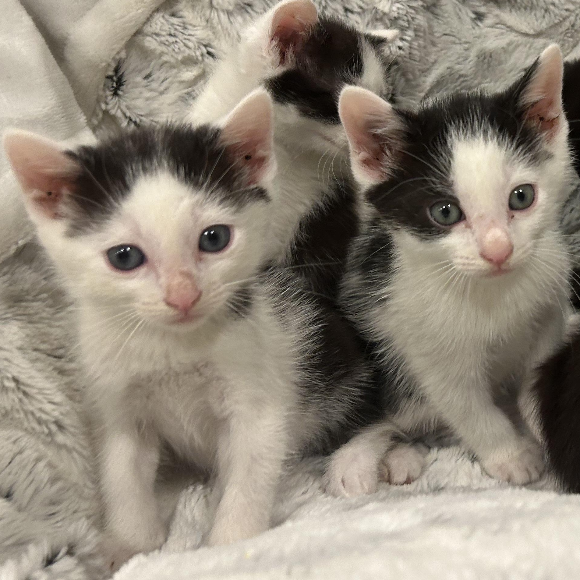 Enlarge Marie, a ADOPTABLE American Shorthair in Lilburn, GA image 3/4