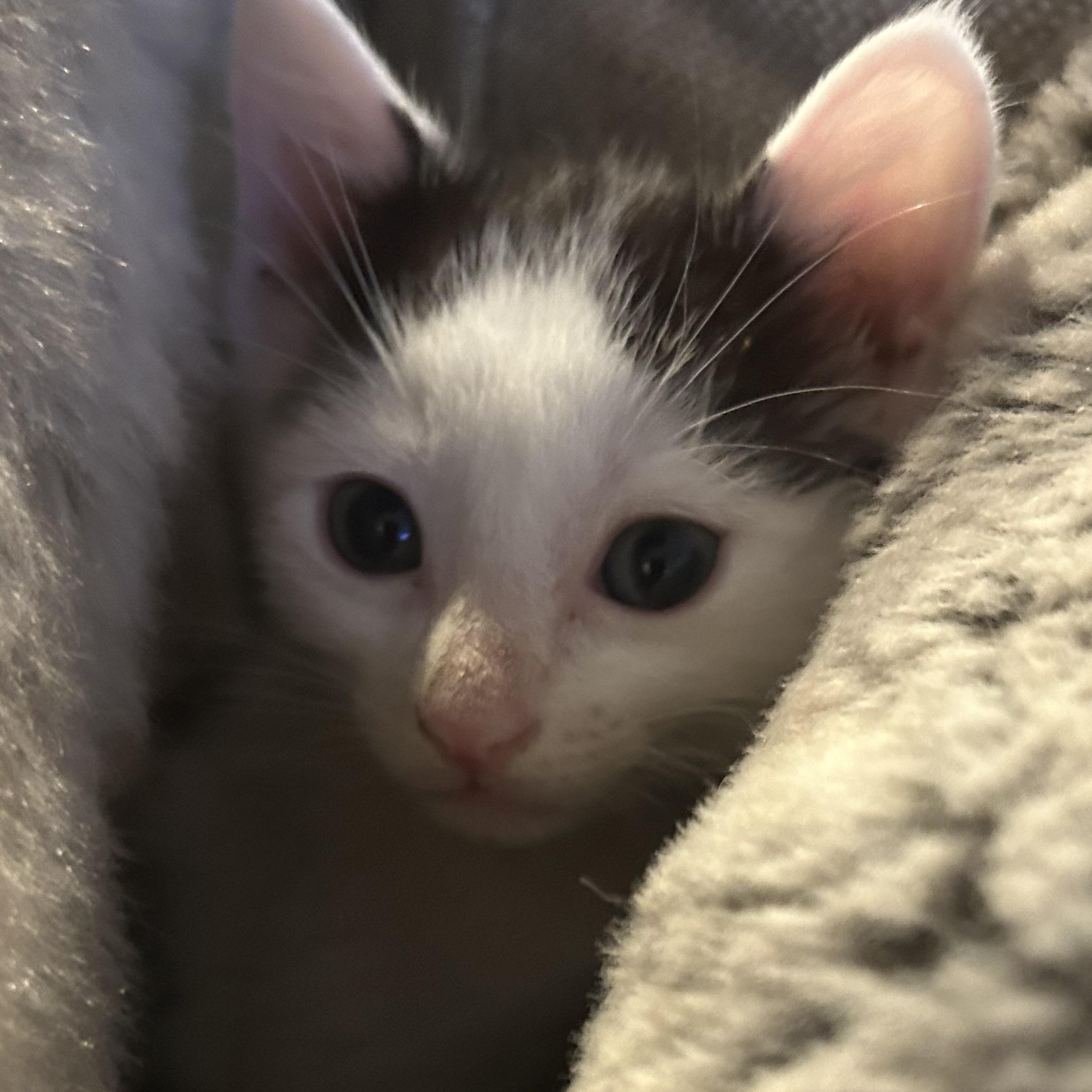 Enlarge Marie, a ADOPTABLE American Shorthair in Lilburn, GA image 1/4