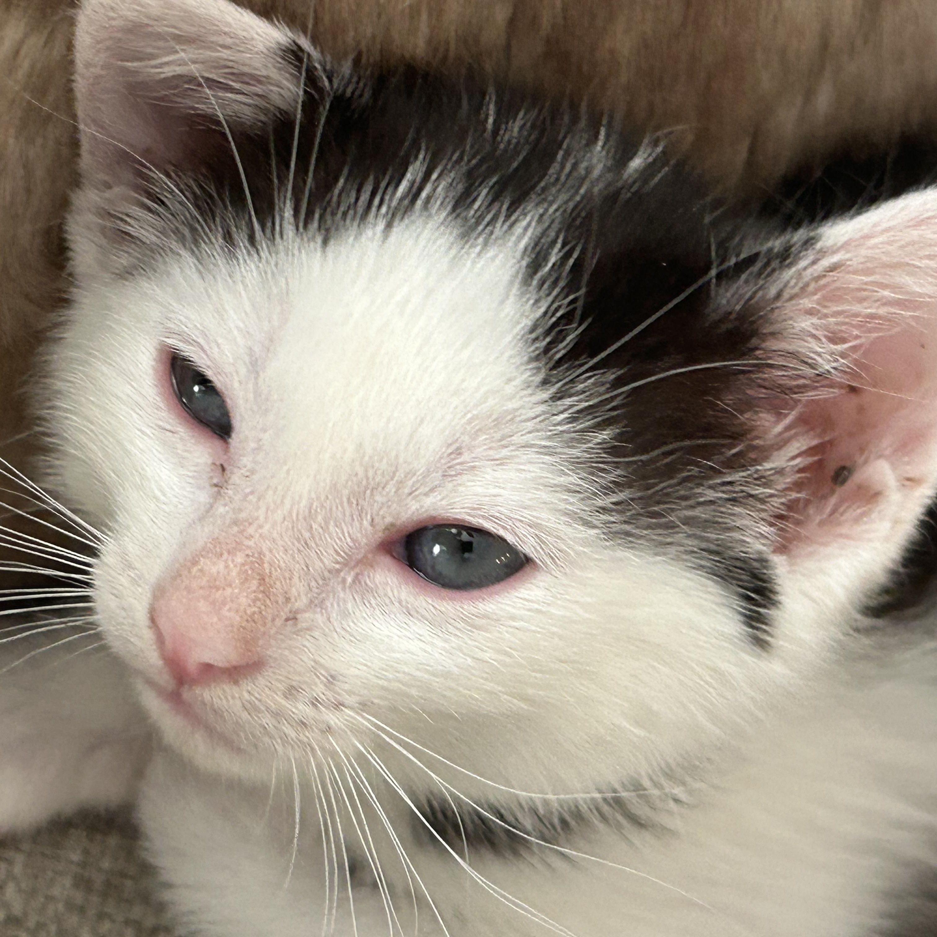 Enlarge Marie, a ADOPTABLE American Shorthair in Lilburn, GA image 4/4