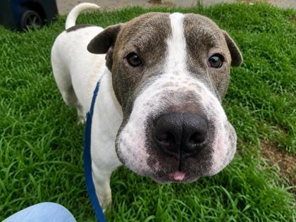 Moo Shu, Adoptable, Adult Female Shar-Pei & Mixed Breed.