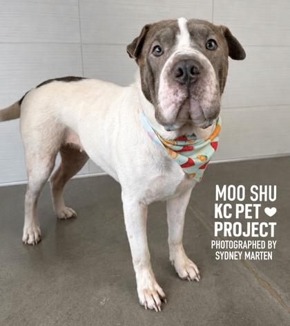 Enlarge Moo Shu, a Adoptable mixed breed in Kansas City, MO image 2/3