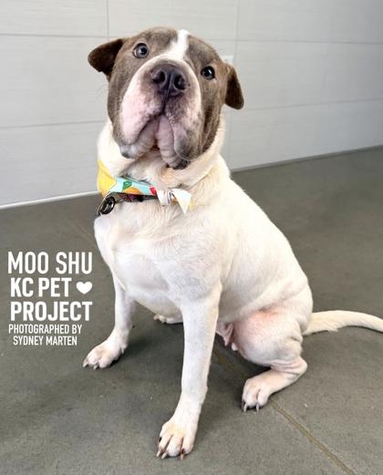 Enlarge Moo Shu, a Adoptable mixed breed in Kansas City, MO image 3/3