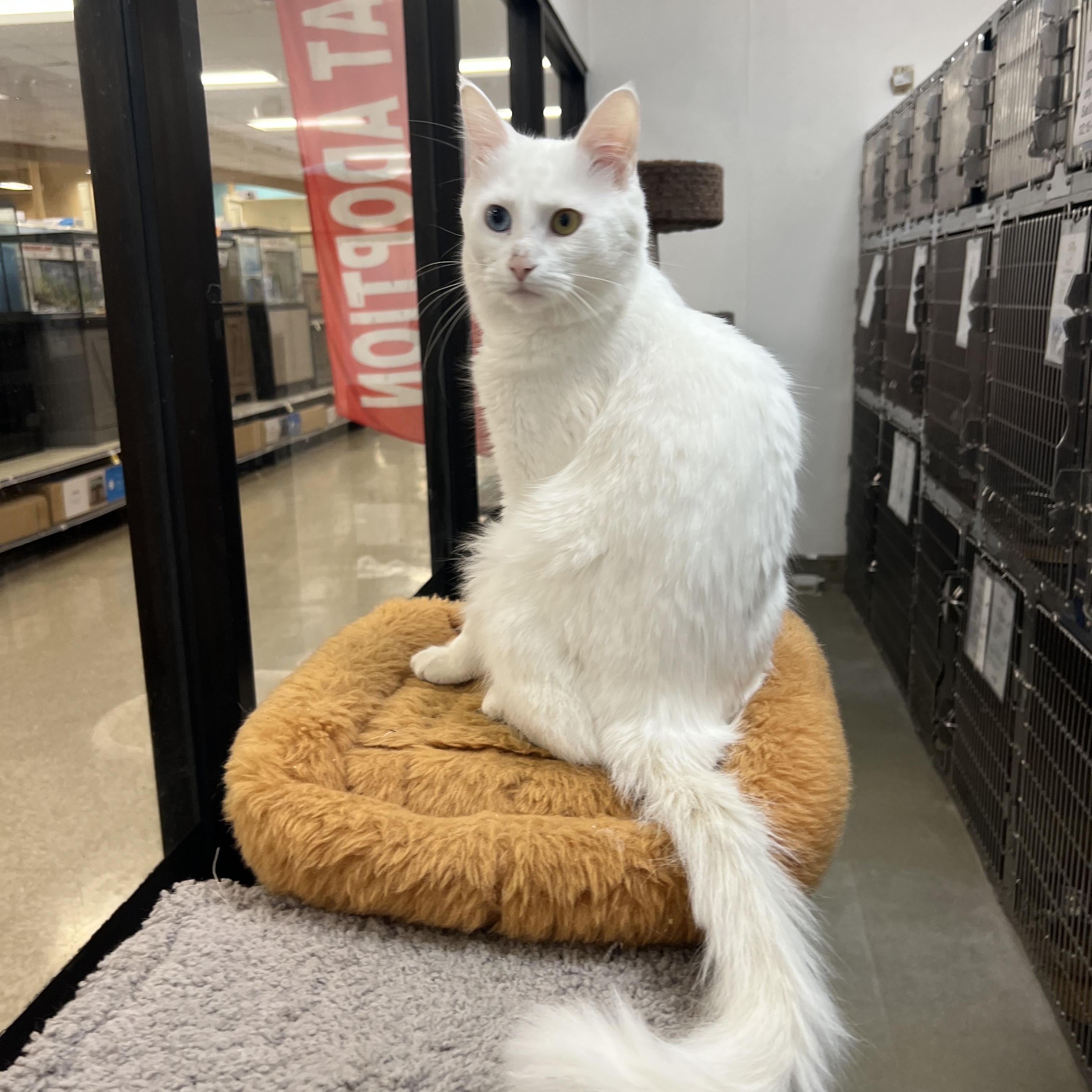 Polaris, adopted, Young Male Turkish Angora.