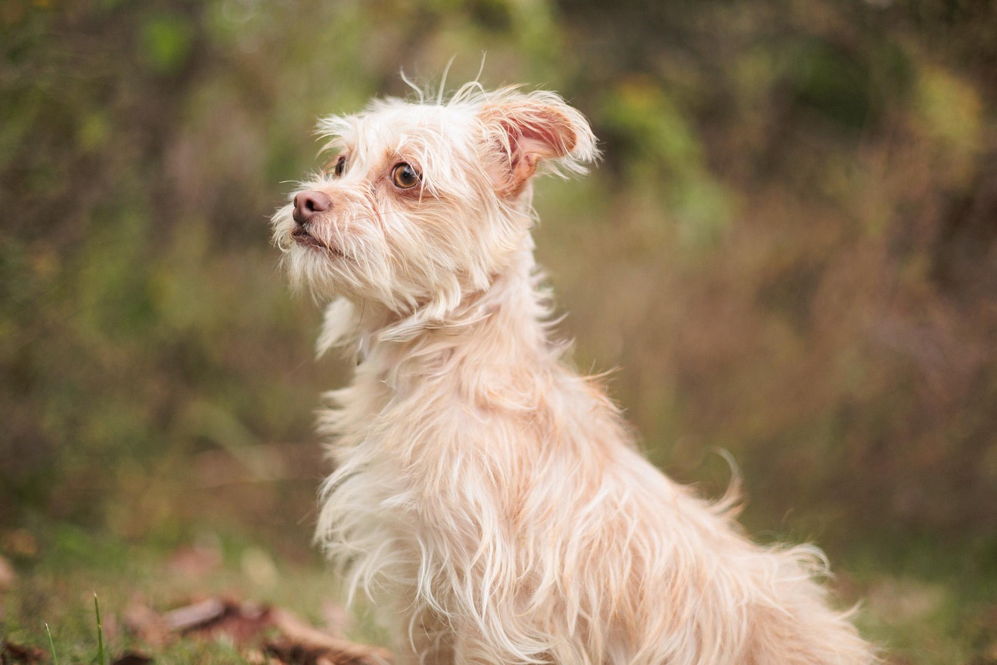 Honey Bun thumbnail 3