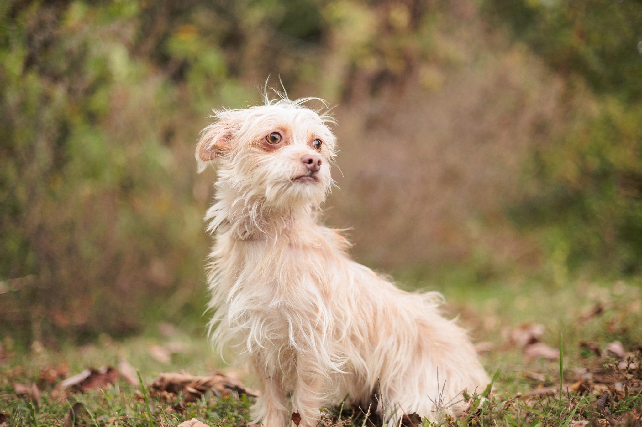 Honey Bun thumbnail 5