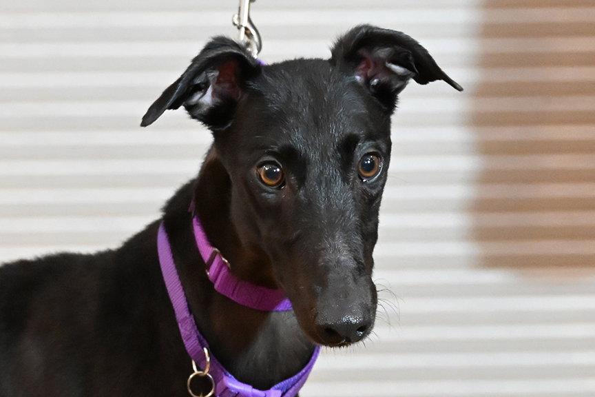 Miya, Adoptable, Adult Female Greyhound.