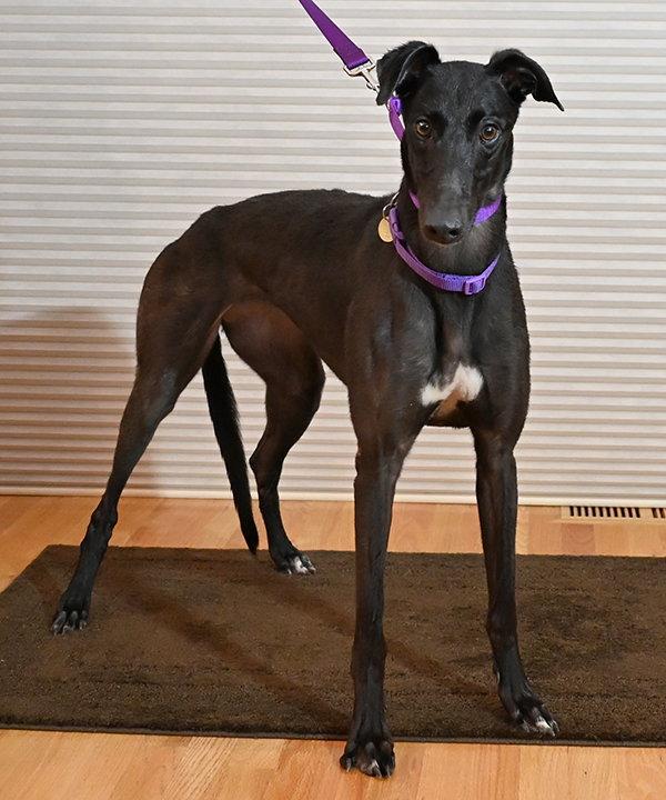 Enlarge Miya, a Adoptable Greyhound in Minneapolis, MN image 2/3