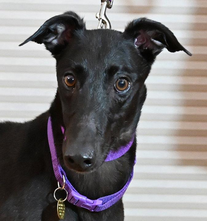 Enlarge Miya, a Adoptable Greyhound in Minneapolis, MN image 3/3