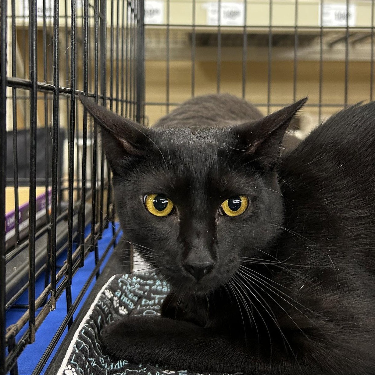 Enlarge Charcoal, a Adoptable Domestic Short Hair in Columbia, SC image 2/2