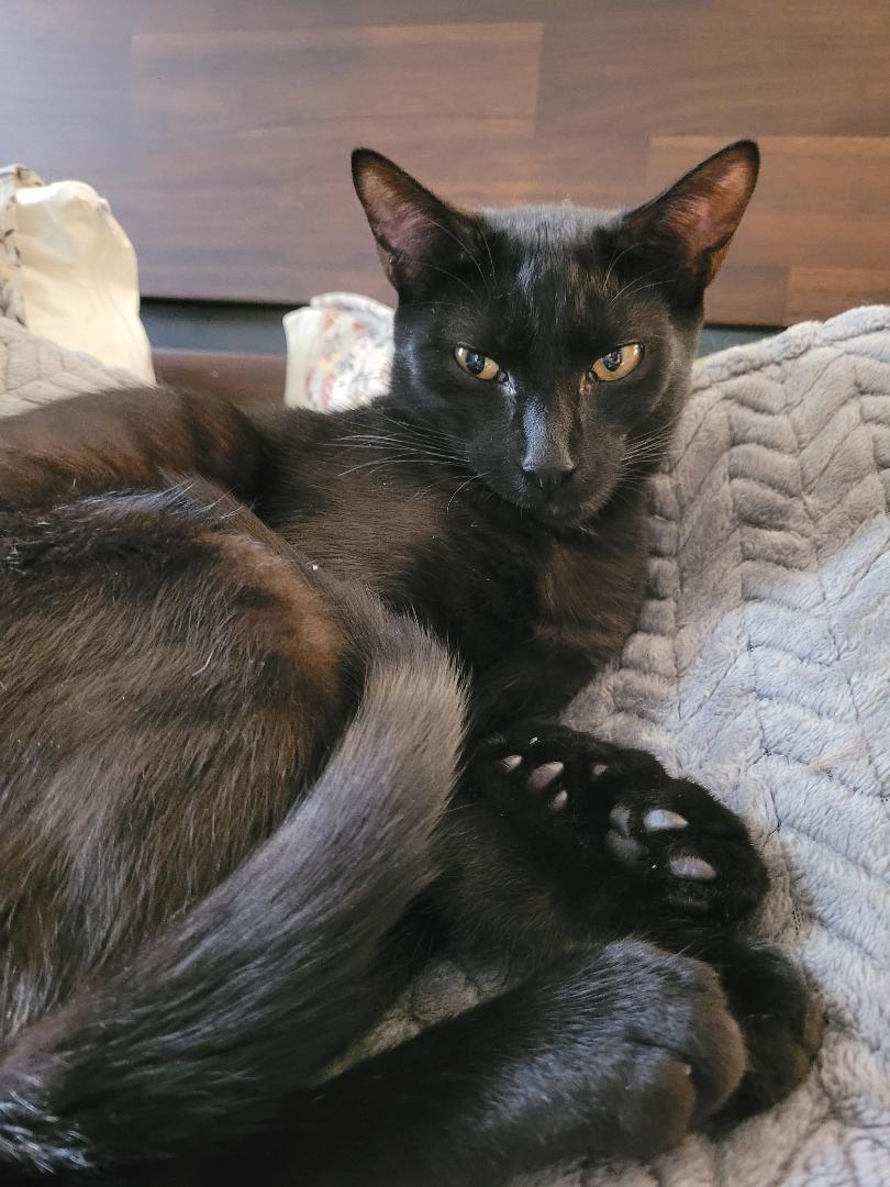 Enlarge Charcoal, a Adoptable Domestic Short Hair in Columbia, SC image 1/2