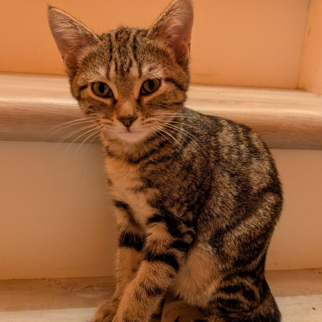 Enlarge Maverick, a Adopted Domestic Short Hair in Roselle, IL image 1/2