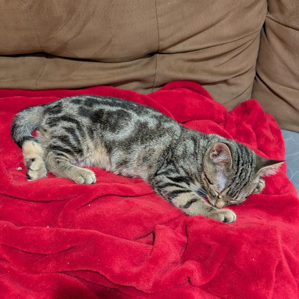 Enlarge Maverick, a Adopted Domestic Short Hair in Roselle, IL image 2/2