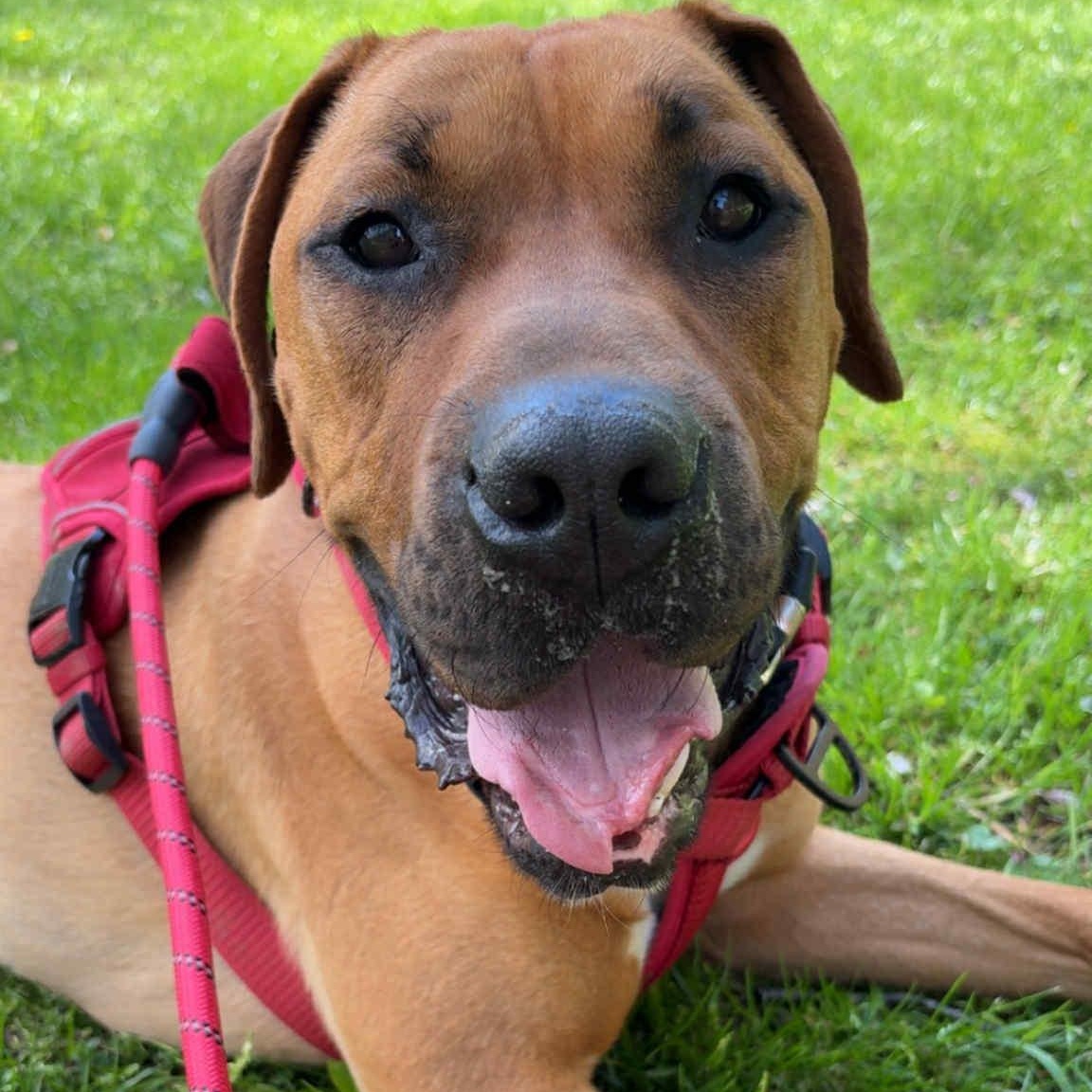 Clifford the Big Red Dog