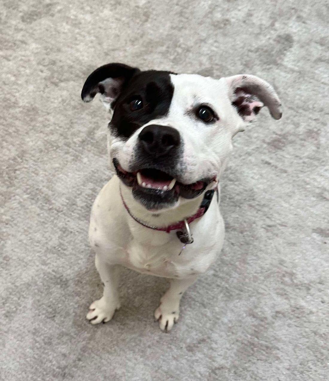 Cookie, Adoptable, Young Female American Staffordshire Terrier.