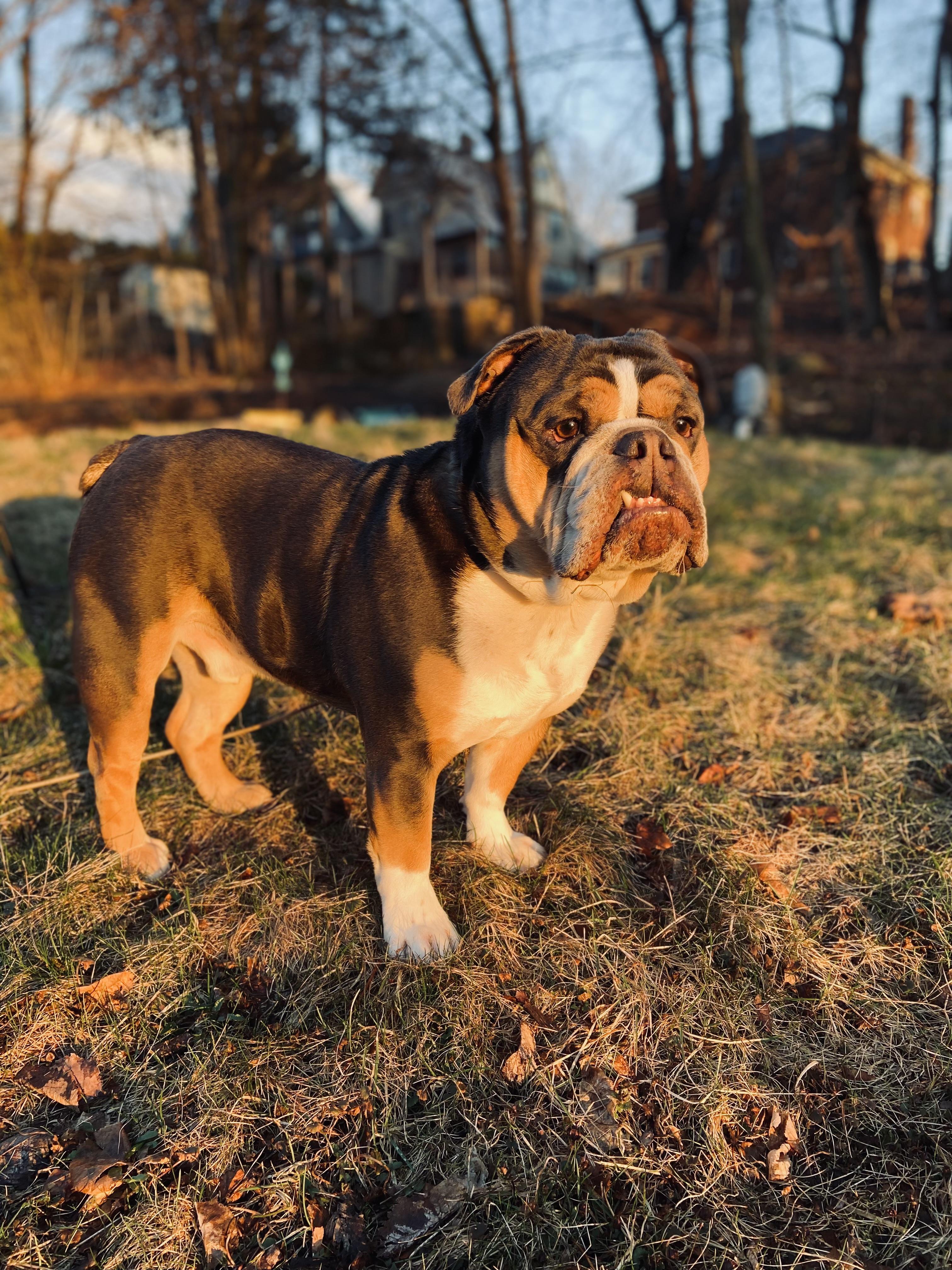 Enlarge Romeo, a ADOPTABLE Bulldog in Stony Brook, NY image 1/1