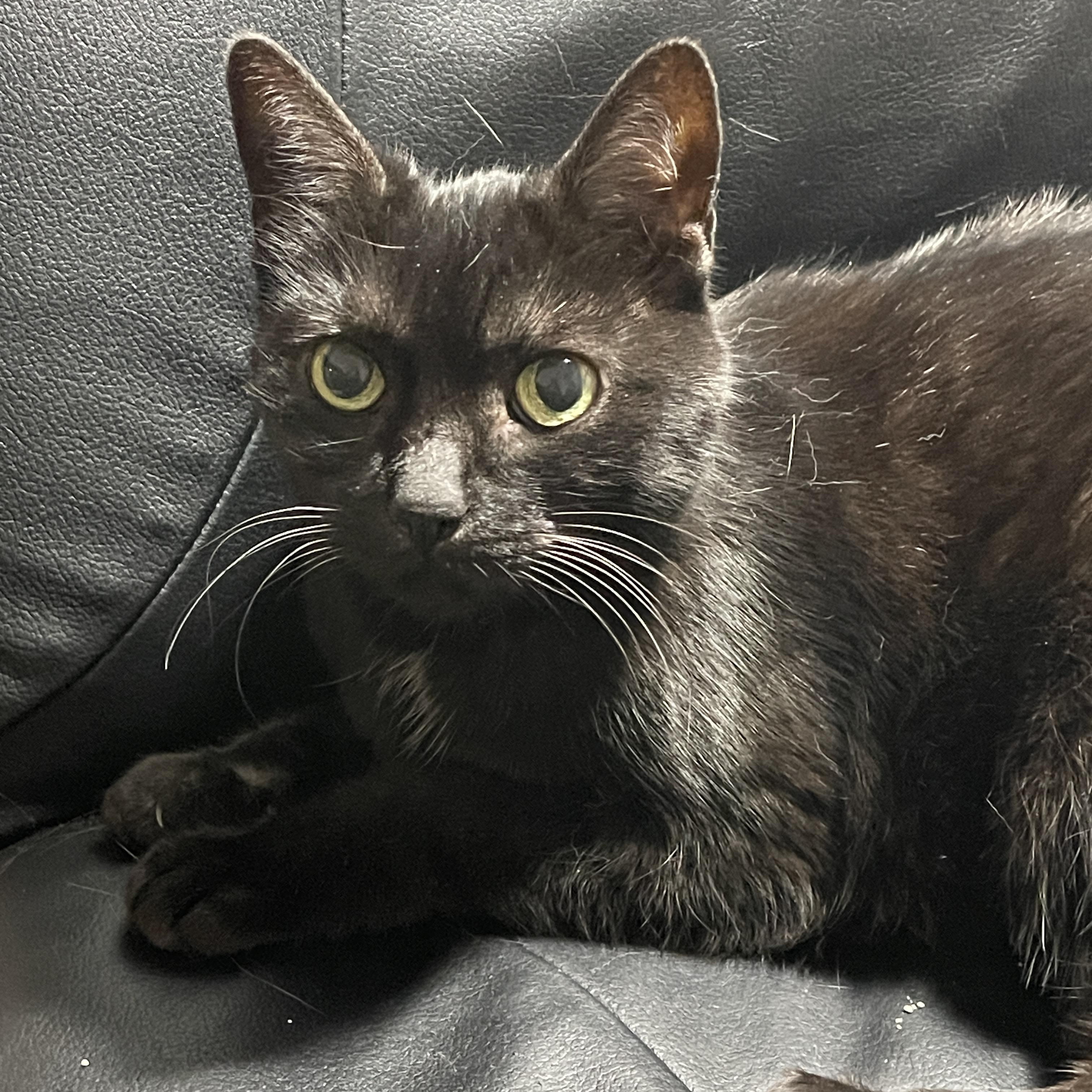 Enlarge Ebony, a ADOPTABLE mixed breed in Oshawa, ON image 2/2