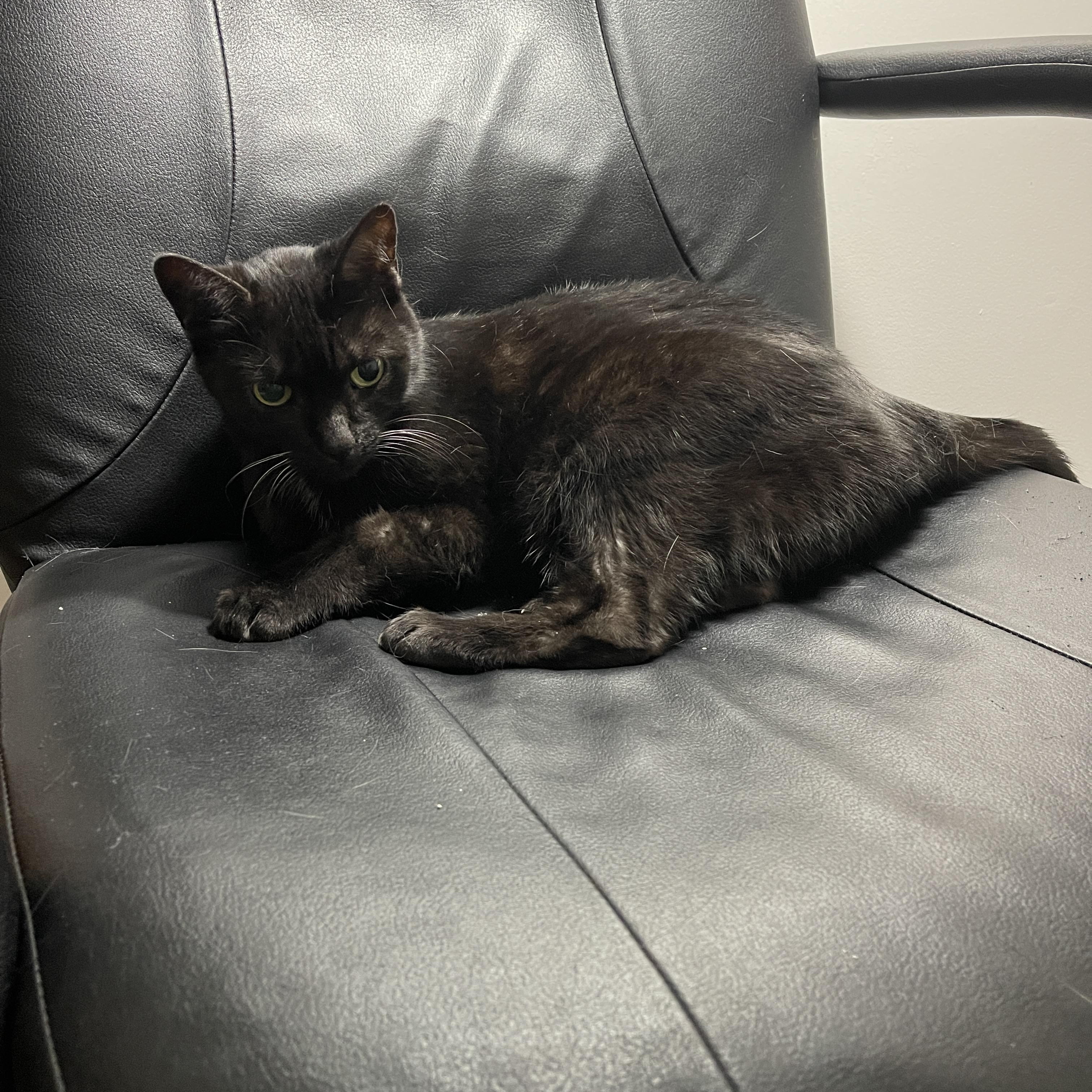 Ebony, ADOPTABLE, Senior Female Domestic Short Hair.