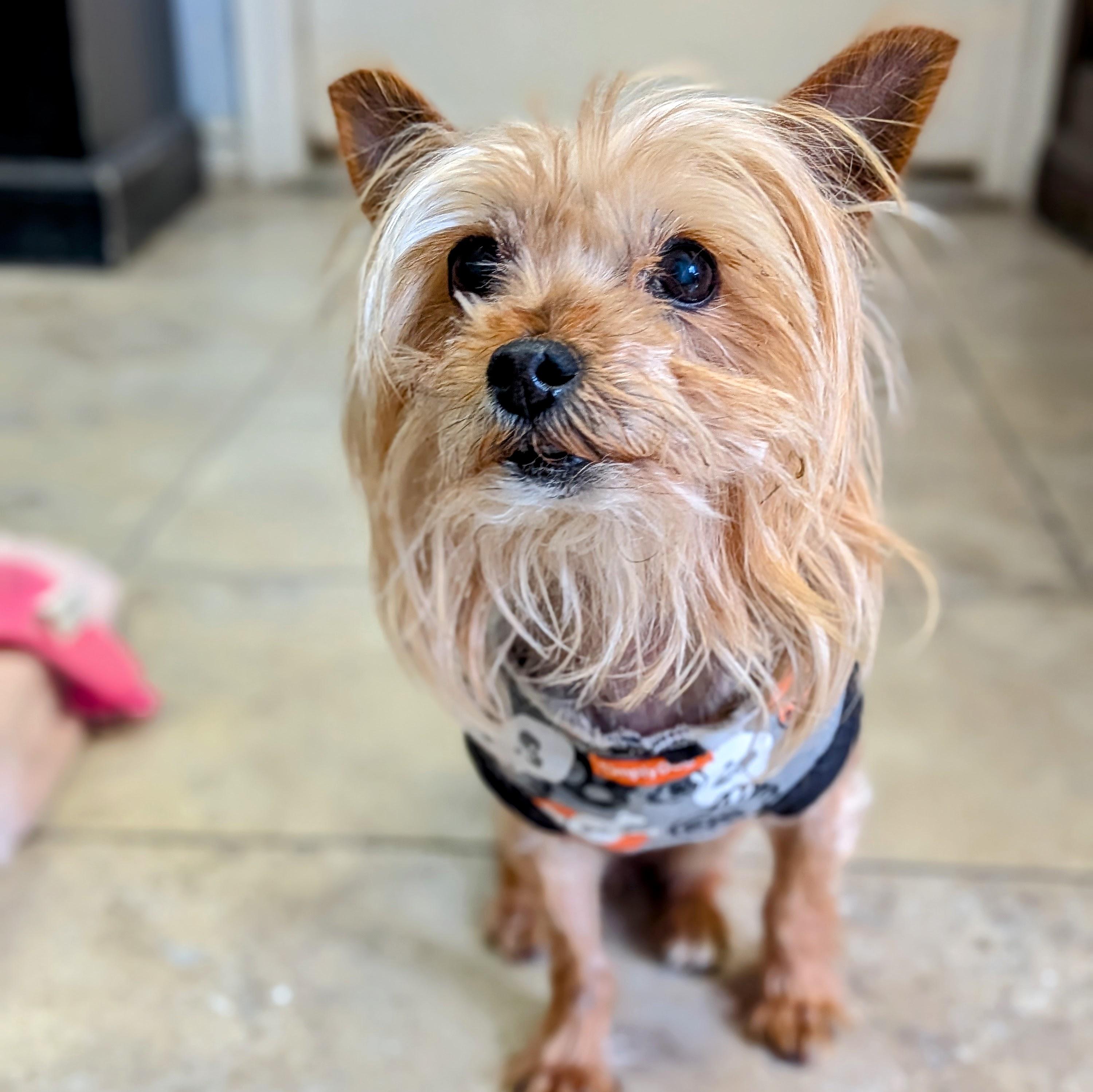 Enlarge Izzy, an adopted Yorkshire Terrier in St. George, UT image 4/4