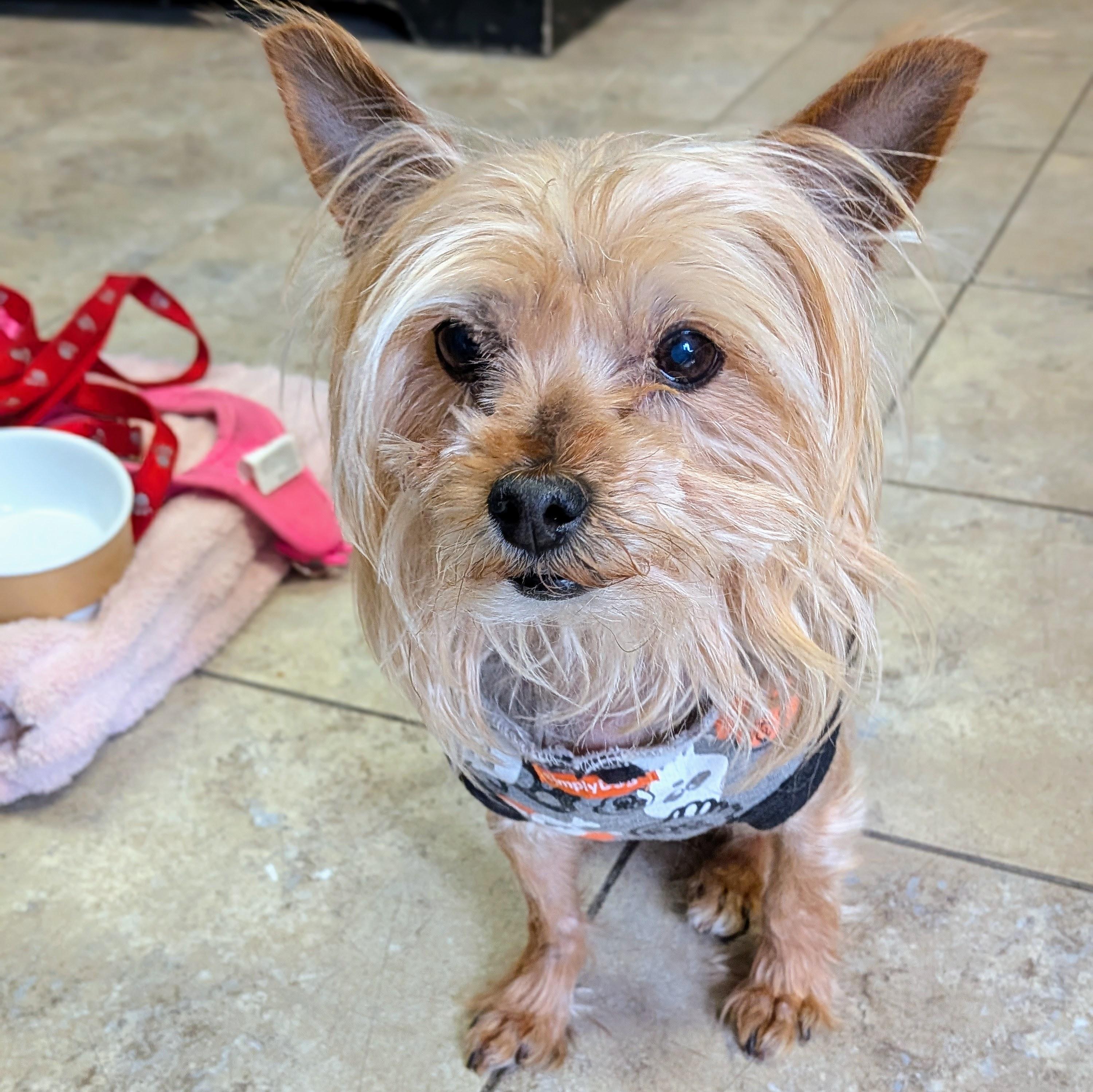 Enlarge Izzy, an adopted Yorkshire Terrier in St. George, UT image 3/4