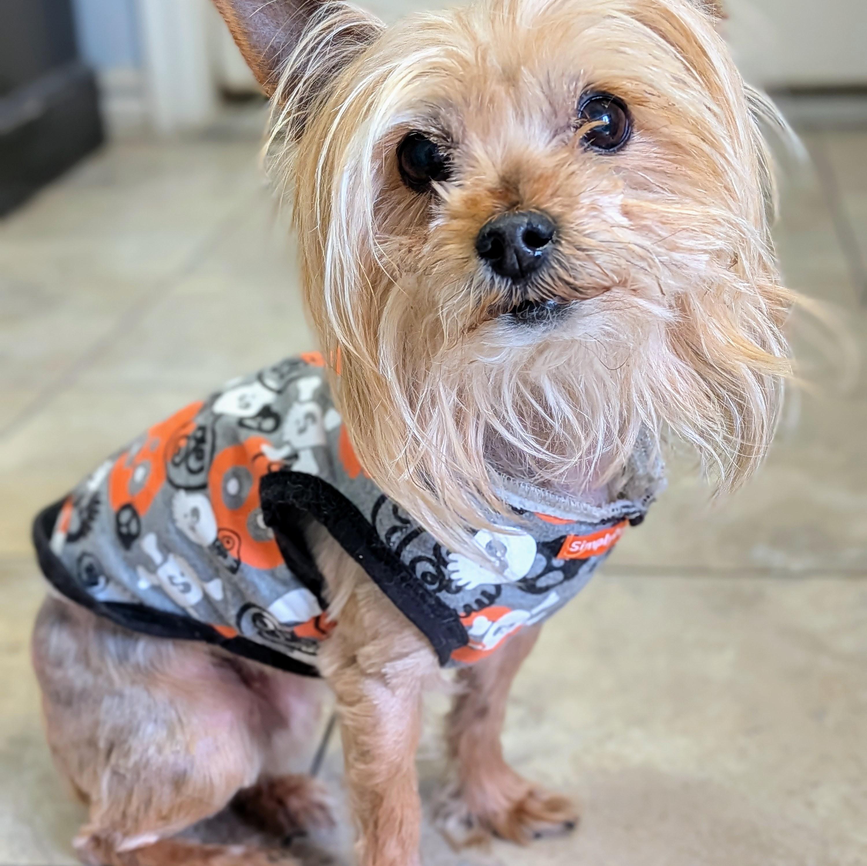 Enlarge Izzy, an adopted Yorkshire Terrier in St. George, UT image 2/4