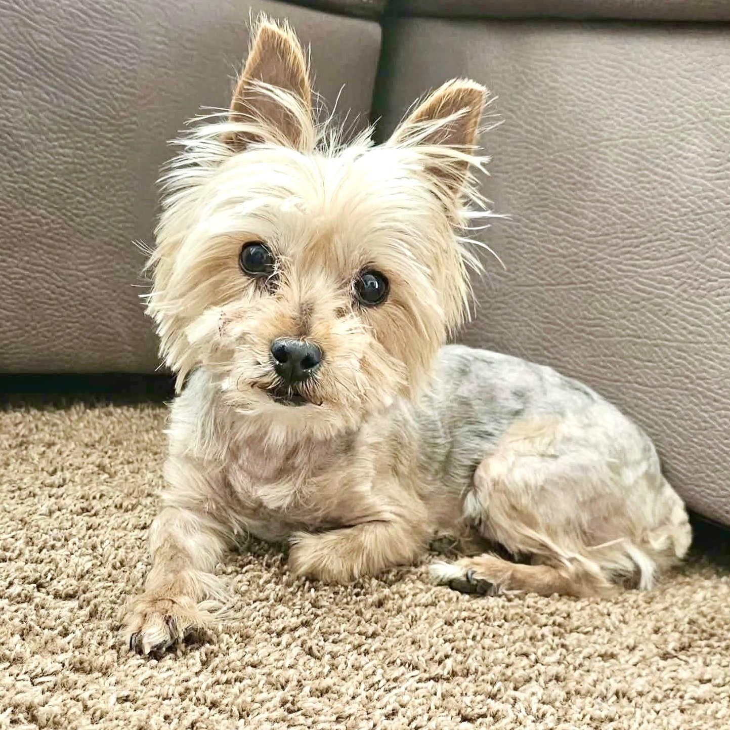 Izzy, adopted, Senior Female Yorkshire Terrier.