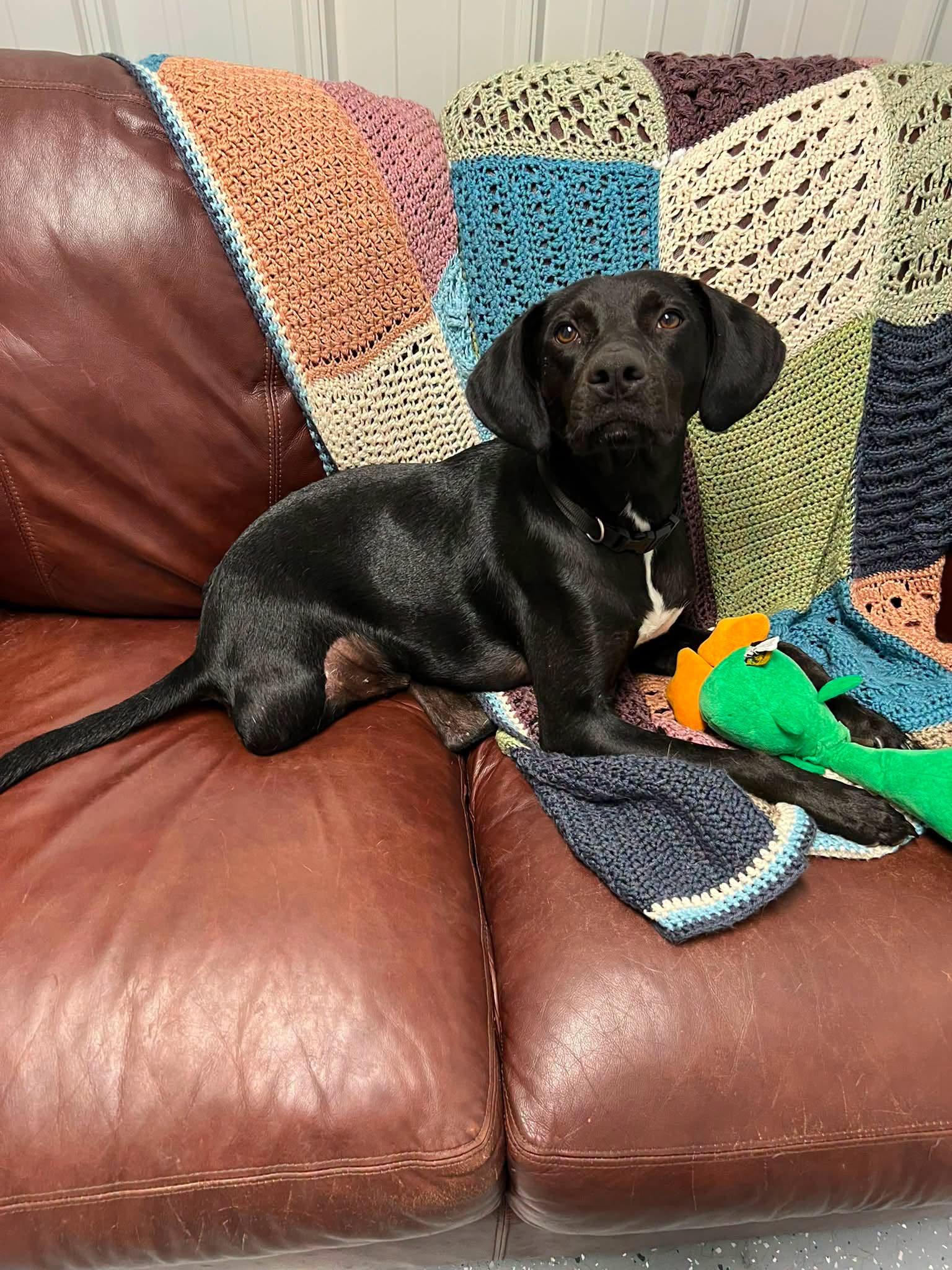 Oakley, adopted, Adult Male Mixed Breed.