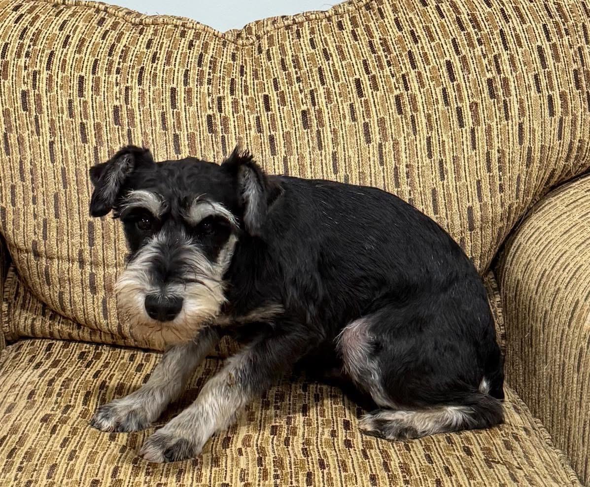 Enlarge Rudy, an adopted Miniature Schnauzer in Vermilion, OH image 2/3