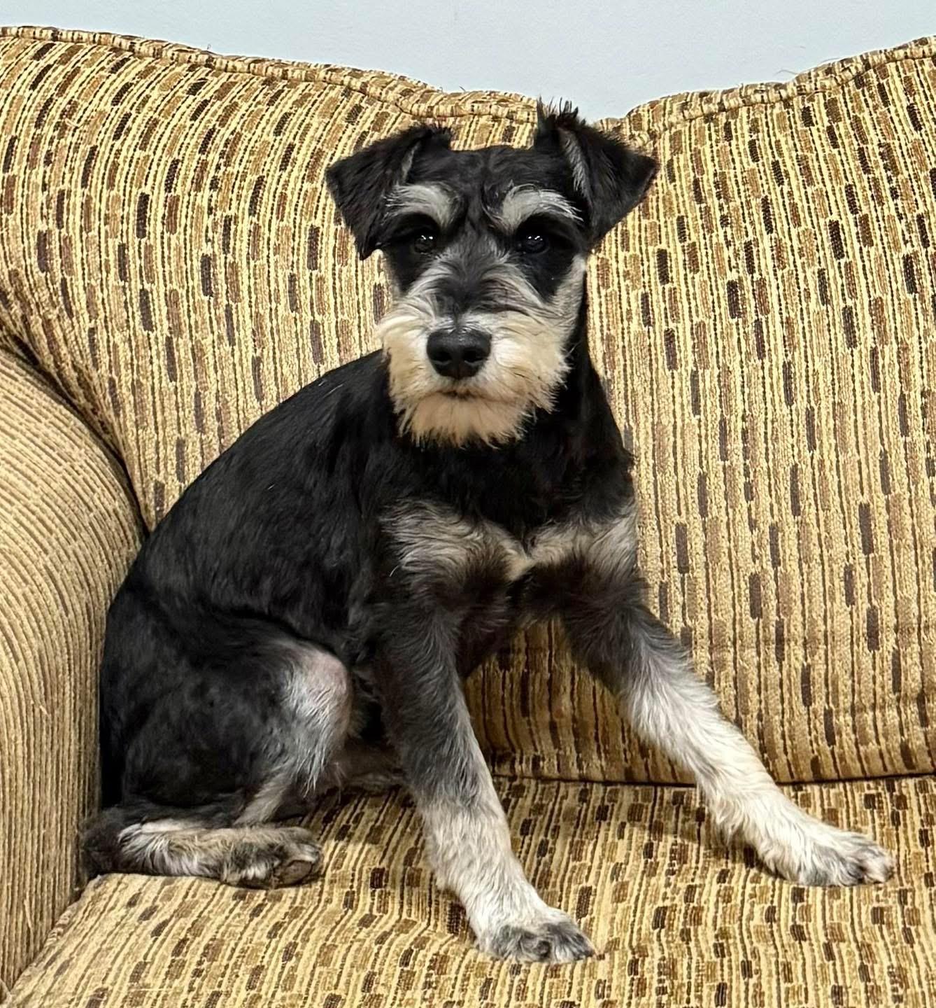 Enlarge Rudy, an adopted Miniature Schnauzer in Vermilion, OH image 1/3
