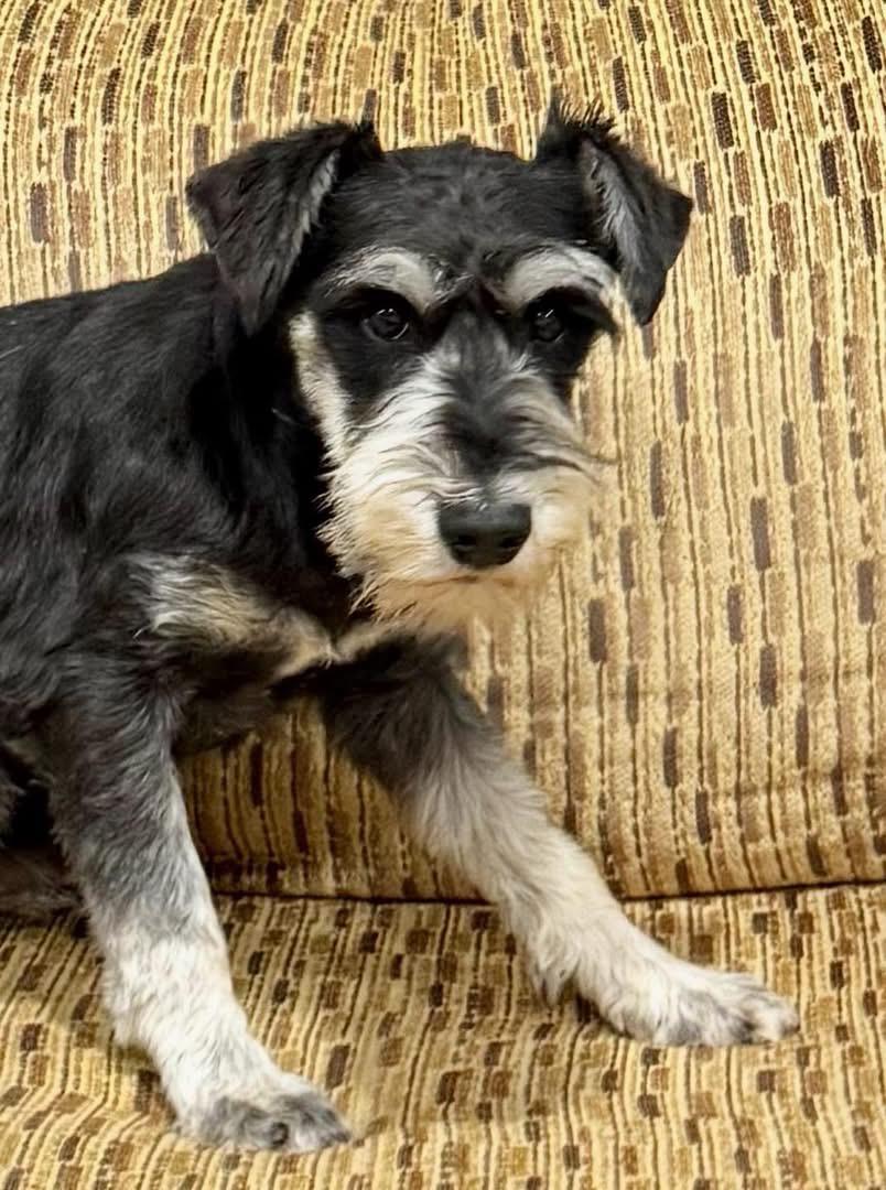 Enlarge Rudy, an adopted Miniature Schnauzer in Vermilion, OH image 3/3