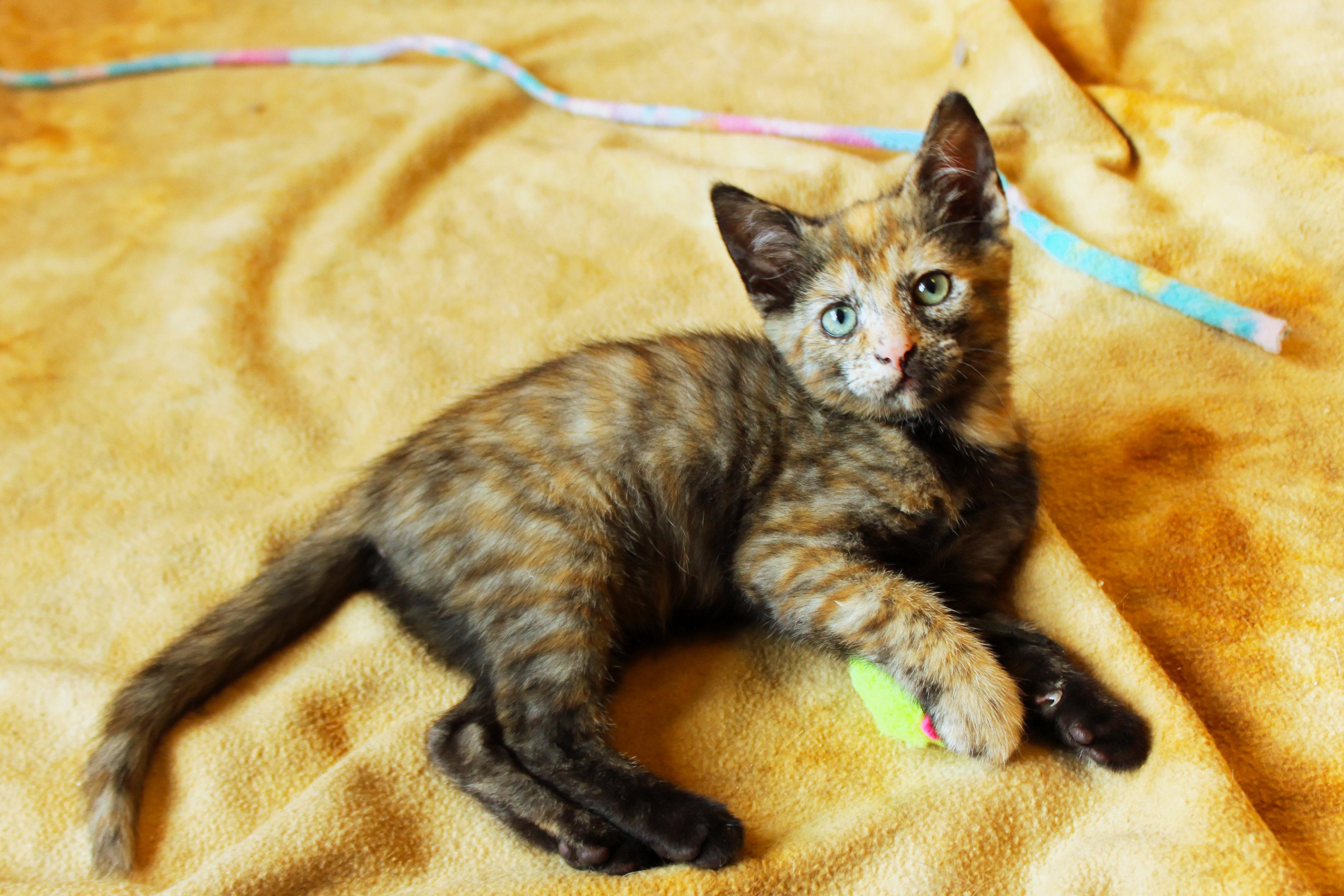 Enlarge Destiny, a Adopted Tortoiseshell in Urbana, OH image 5/6