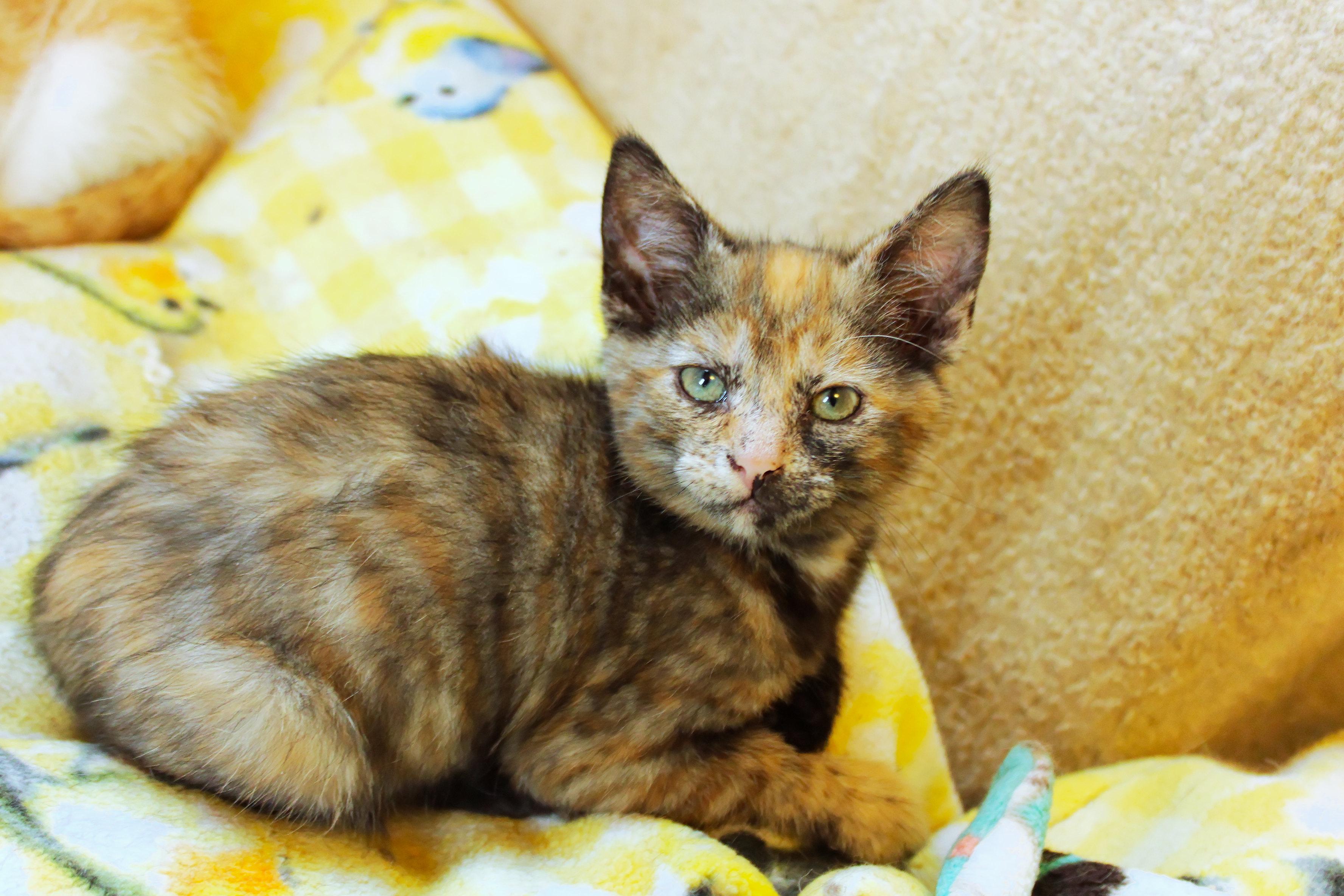 Destiny, Adopted, Kitten Female Tortoiseshell.