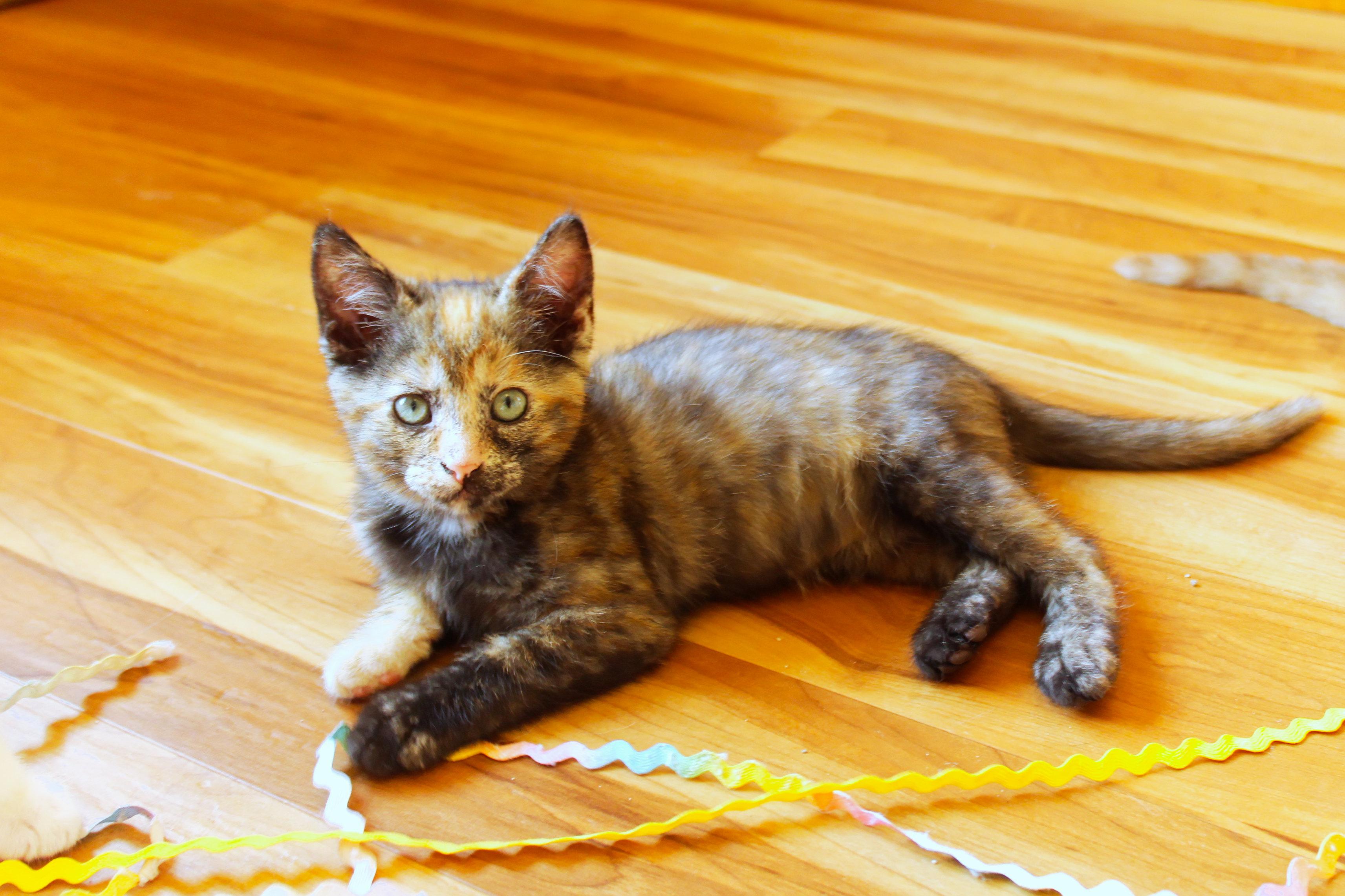 Enlarge Destiny, a Adopted Tortoiseshell in Urbana, OH image 2/6