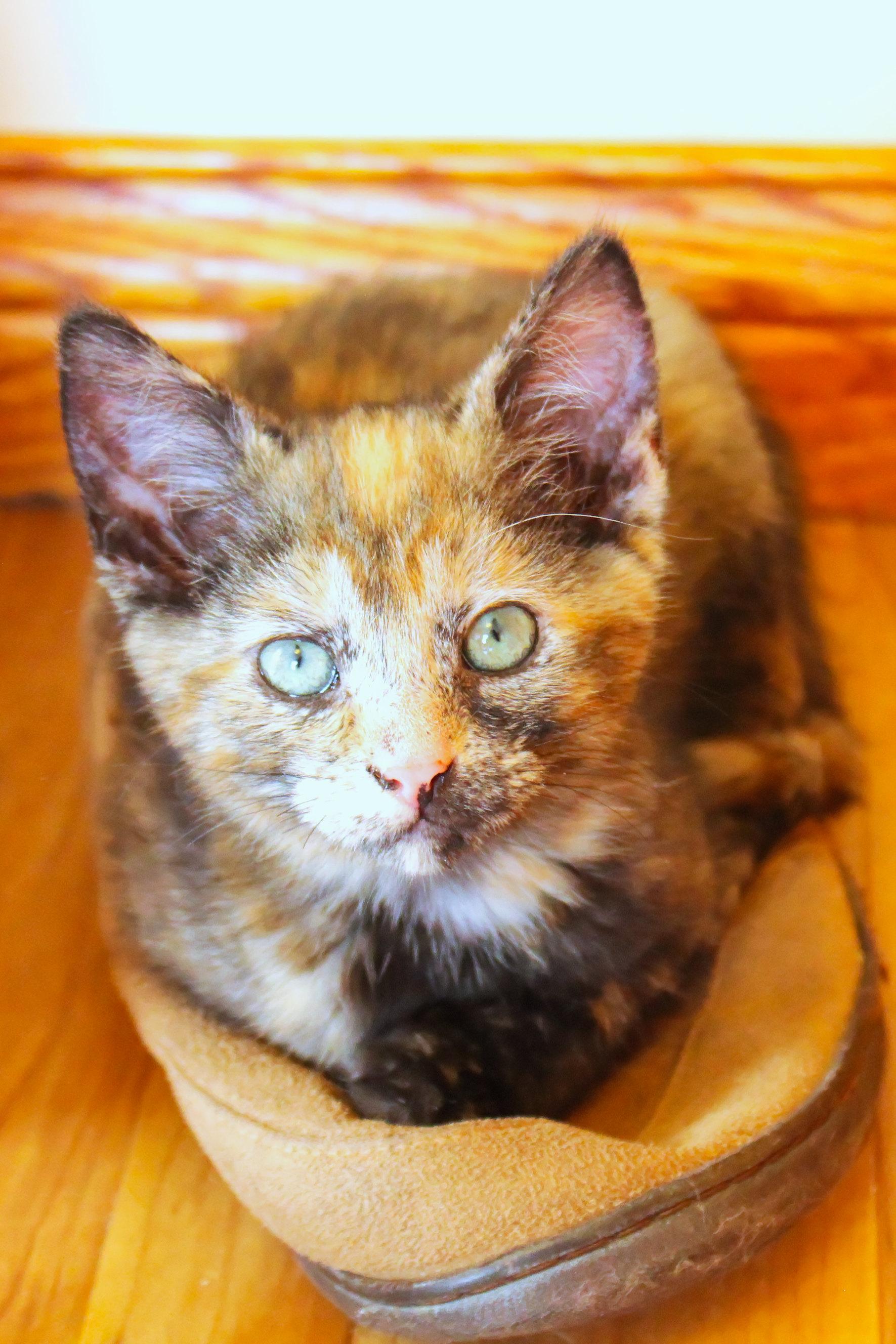 Enlarge Destiny, a Adopted Tortoiseshell in Urbana, OH image 4/6